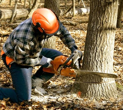 Tree Removal in Saint Marys, OH